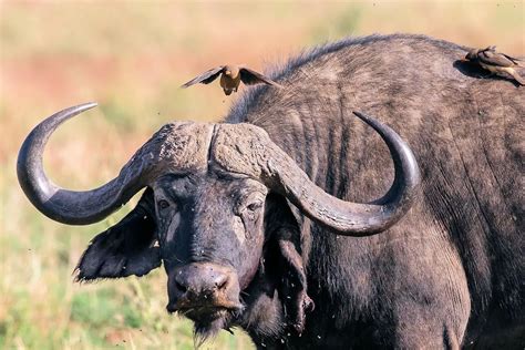 animal parecido com bufalo